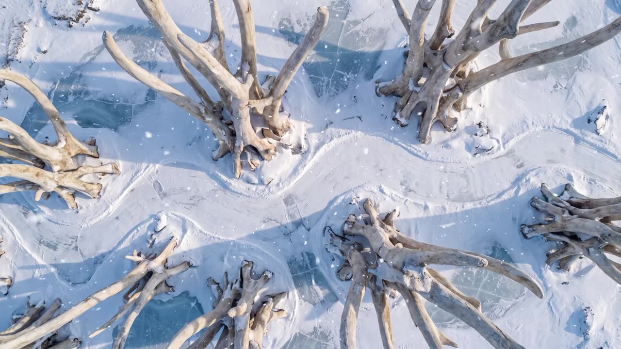 The Frozen Boughs, The free map